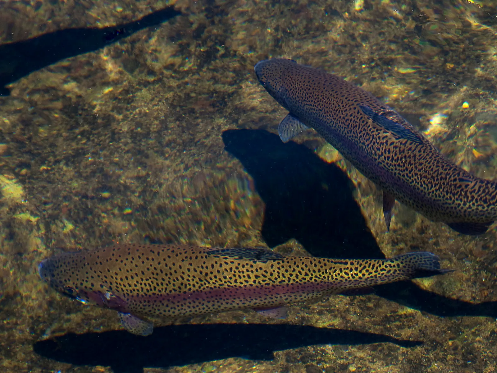 Truites arc-en-ciel dans un bassin aquacole de recherche
