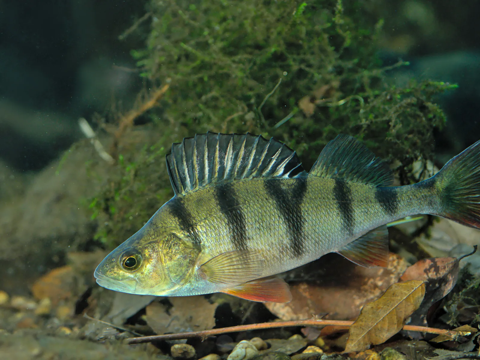 Perche européenne dans son milieu aquatique naturel