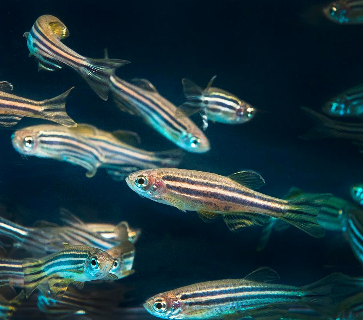 Poissons-zèbres nageant dans un bassin de recherche