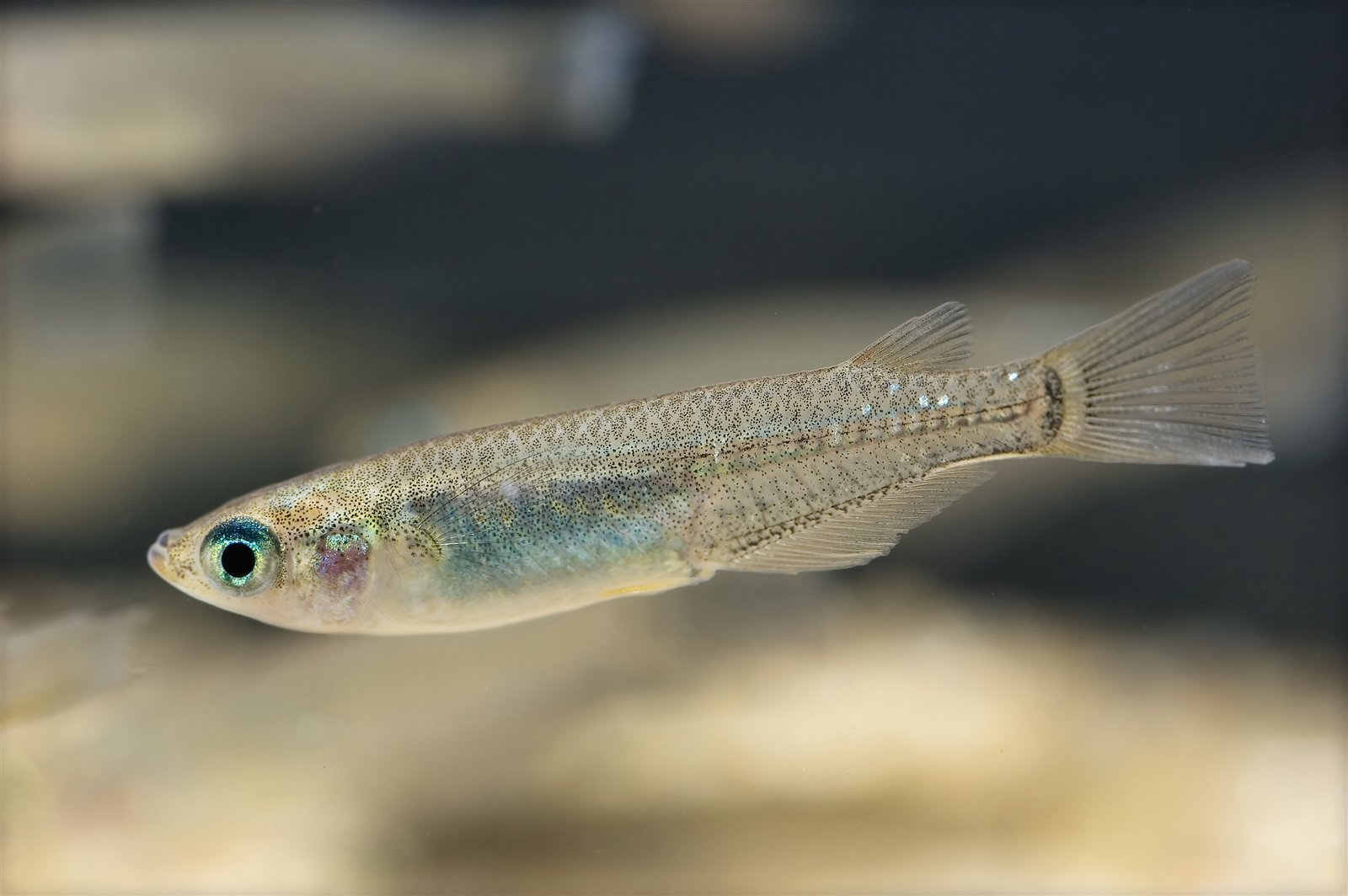 Oryzias latipes adulte de profil dans l'eau