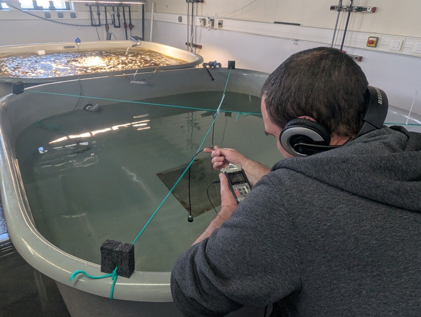 Enregistrement sonore avec un hydrophone dans une animalerie aquatique